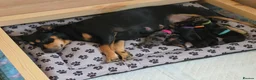 Jackshund dogs for sale: Dapple and black and tan Jackshund puppies - Advert 14