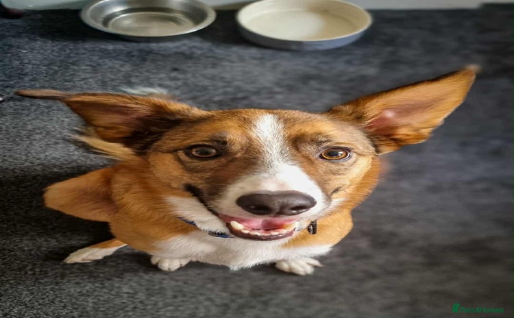 Welsh Collie dogs - Advert 1