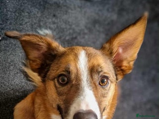 Welsh Collie dogs - Advert 20