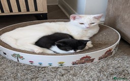 Mixed Breed cats for sale: One boy and one girl - Image 3