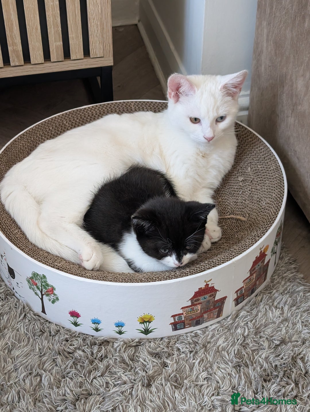 Mixed Breed cats for sale: One boy and one girl - Image 3