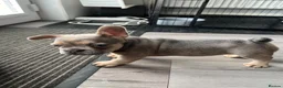 French Bulldog dogs for sale: Stunning female French bulldog puppy  - Advert 7