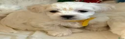 Maltese dogs for sale: KC registered Maltese boy  - Advert 8