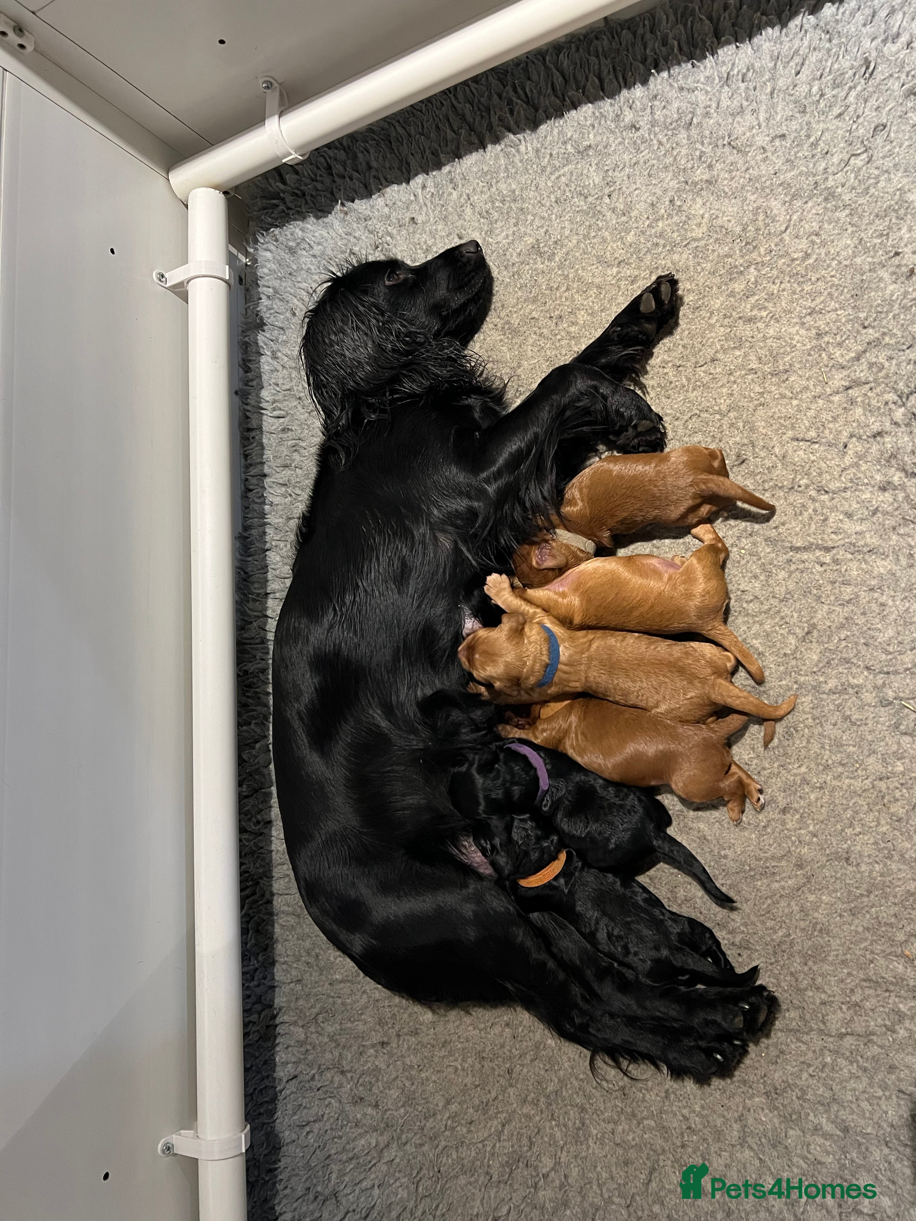 Cockapoo dogs Gorgeous F1 cockapoos🥰🥰 - Advert 1