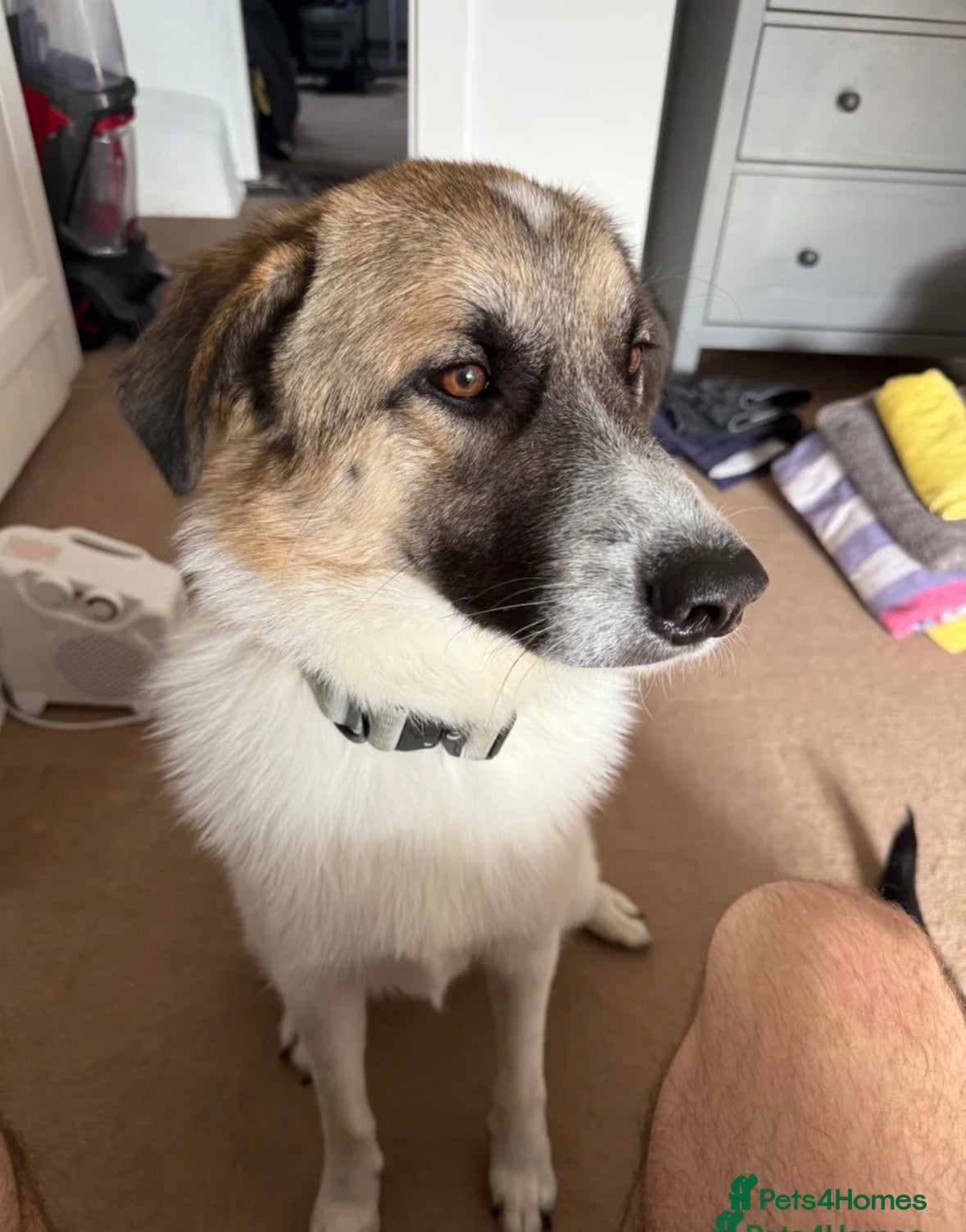 Mixed Breed dogs Anatolian shepherd cross - Advert 3