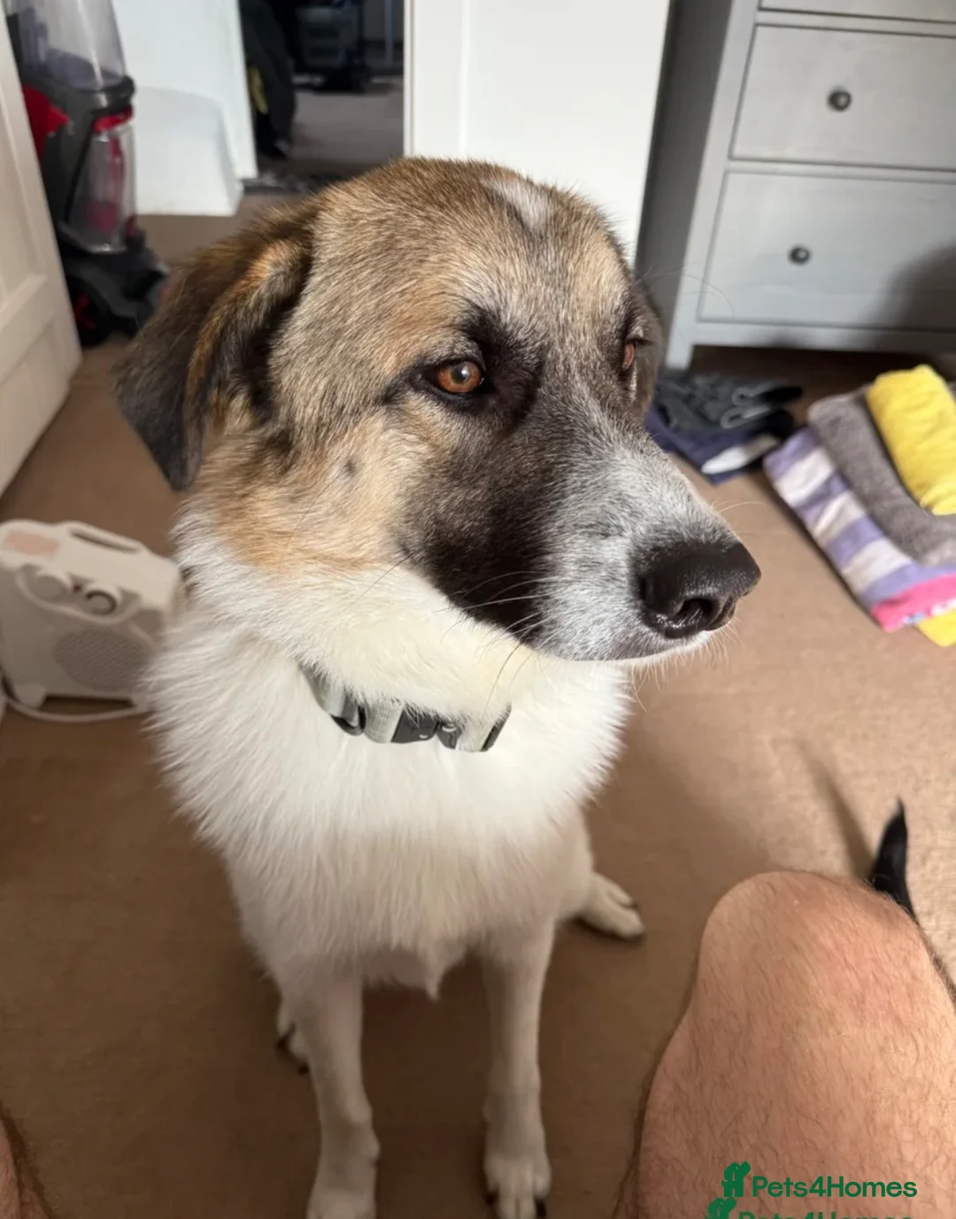 Mixed Breed dogs for sale: Anatolian shepherd cross in Ipswich - Advert 1