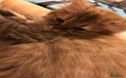 British Longhair cats for sale: READY NOW Tabby female Pedigree BLH - Image 18