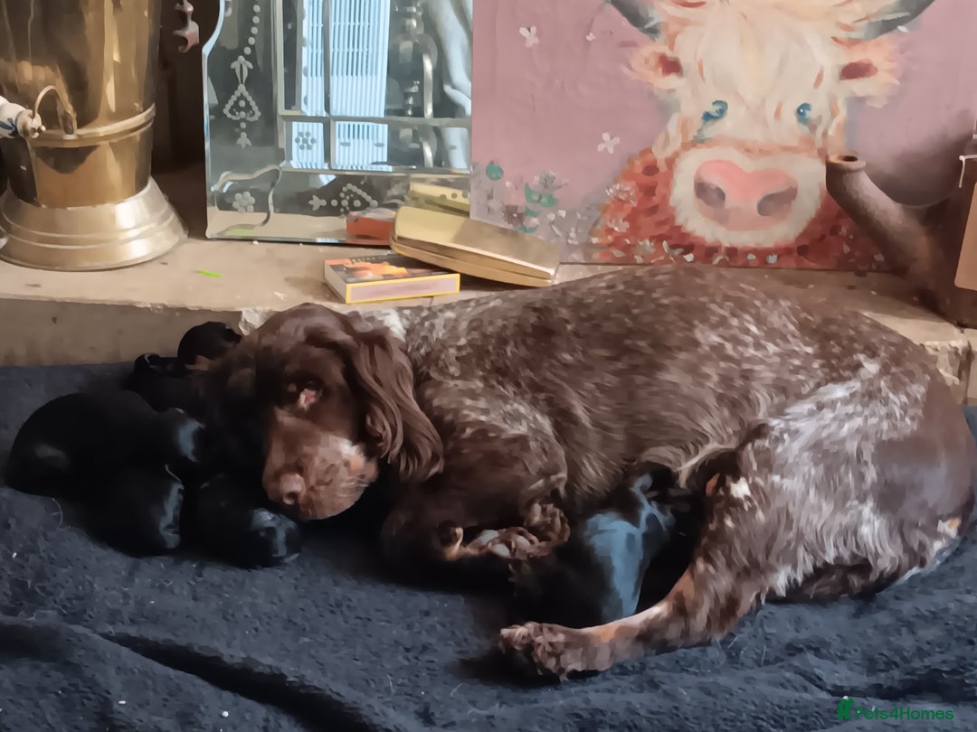 Cockapoo dogs for sale: Pure black cockerpoo  puppies  - Image 10