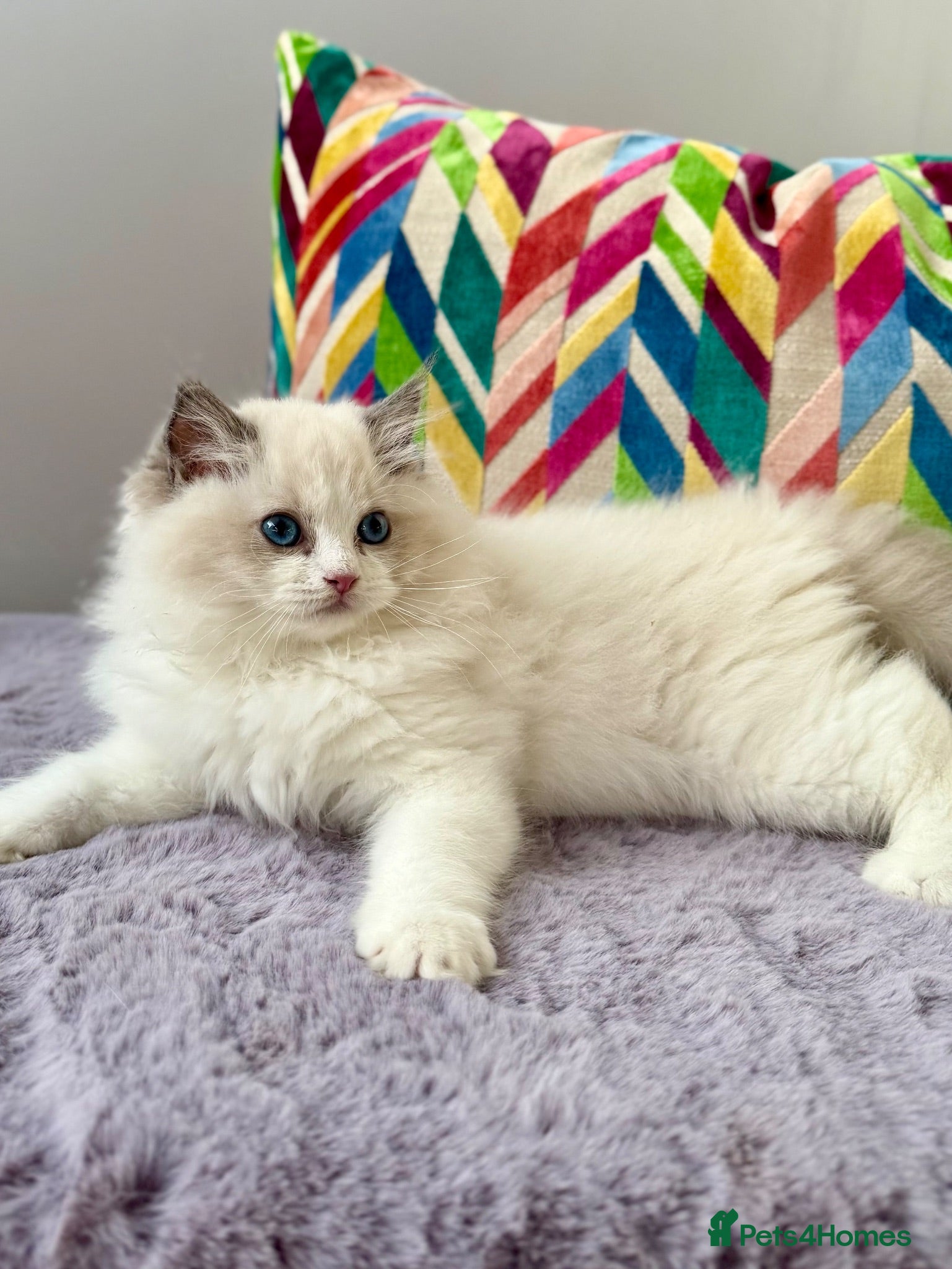 Ragdoll cats TICA registered ragdoll kittens from champions - Advert 2