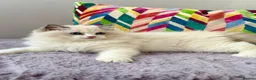Ragdoll cats for sale: TICA registered ragdoll kittens from champions - Advert 2
