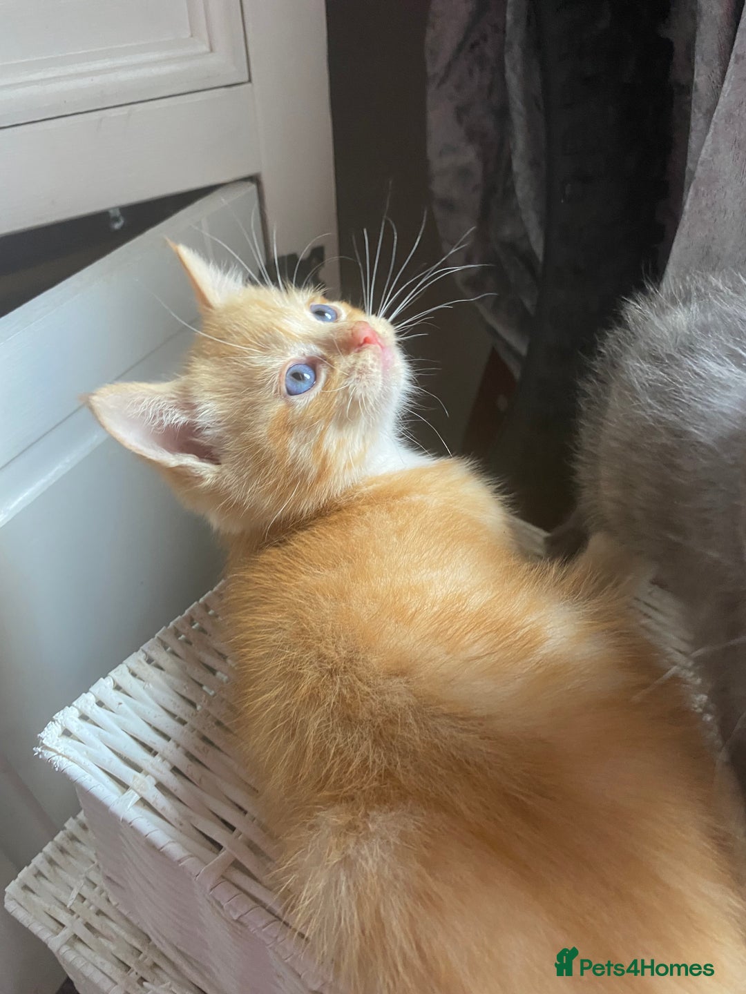 Ragdoll cats for sale: stunning ragdoll kittens - Image 21