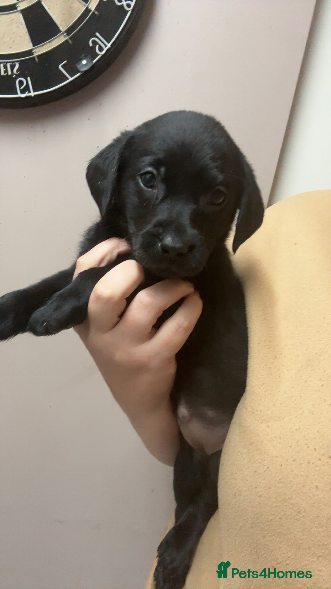 Labrador Retriever dogs for sale: Kc Labrador puppies  - Advert 4