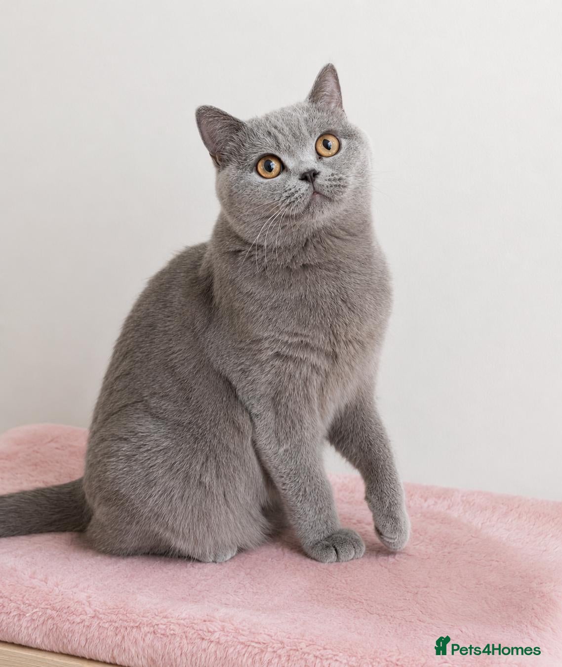 British Shorthair cats Home Sweet Home 🏡 - Advert 2