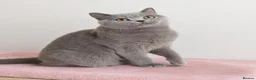 British Shorthair cats for sale: Home Sweet Home 🏡 - Advert 1