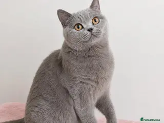 British Shorthair cats Home Sweet Home 🏡 - Advert 3