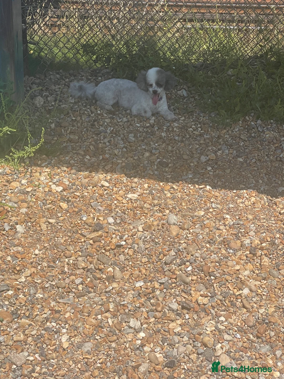 Bichon Frise dogs for sale: Bichon Frise Female - Advert 5