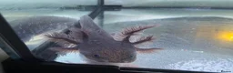 Axolotl reptiles for sale: Rescue Axolotls Looking For New Home  - Advert 7