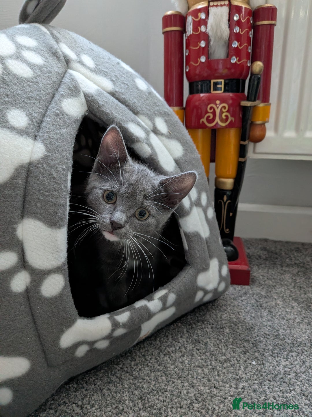 Mixed Breed cats for sale: Grey and white Kitten female - Advert 2