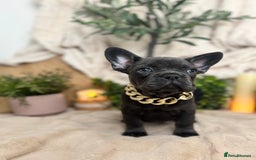French Bulldog dogs for sale: Merle french bulldogs  - Image 7