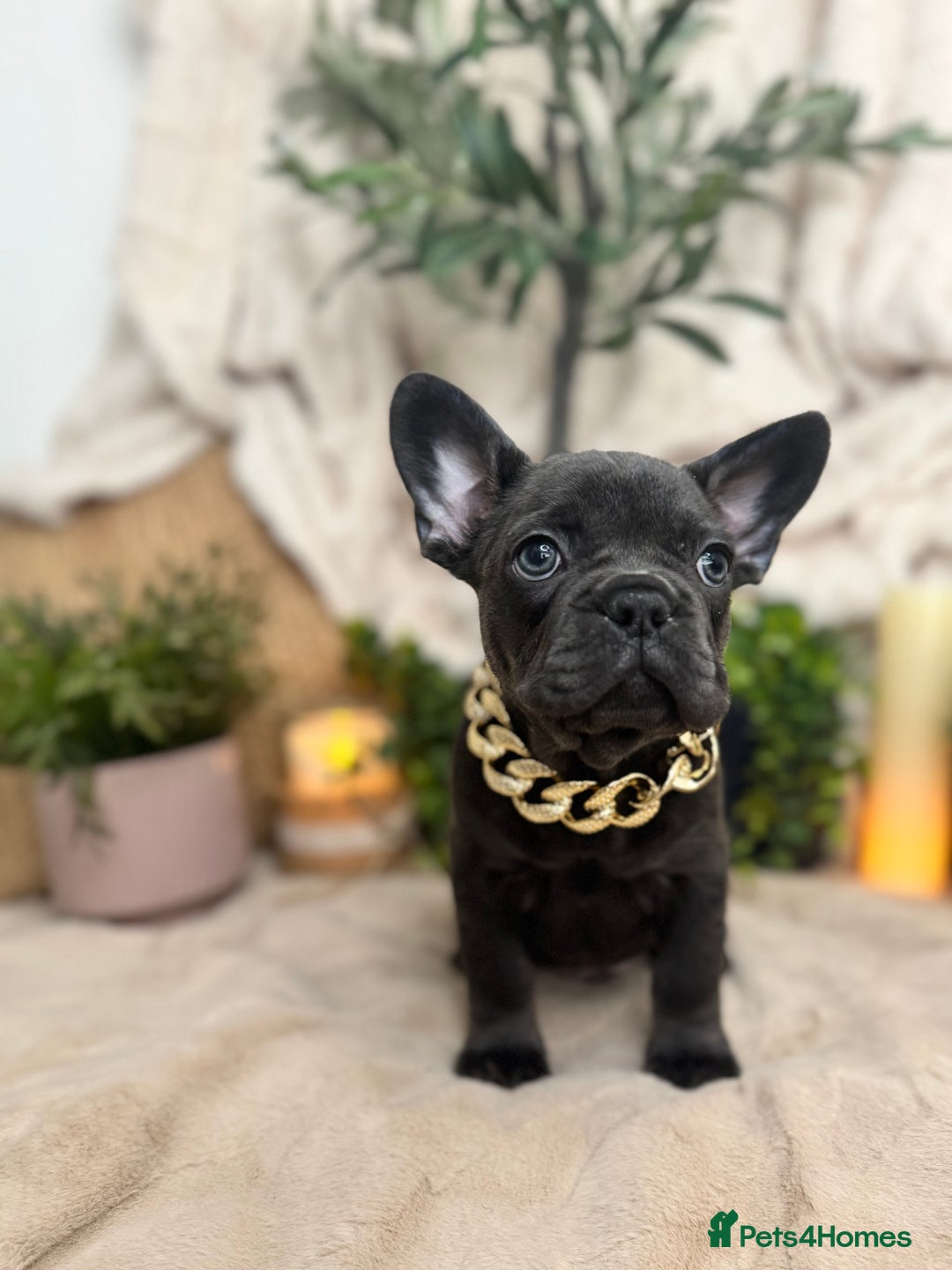 French Bulldog dogs for sale: Merle french bulldogs  - Image 7