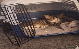 Mixed Breed cats for sale: Beautiful male kitten  - Image 4