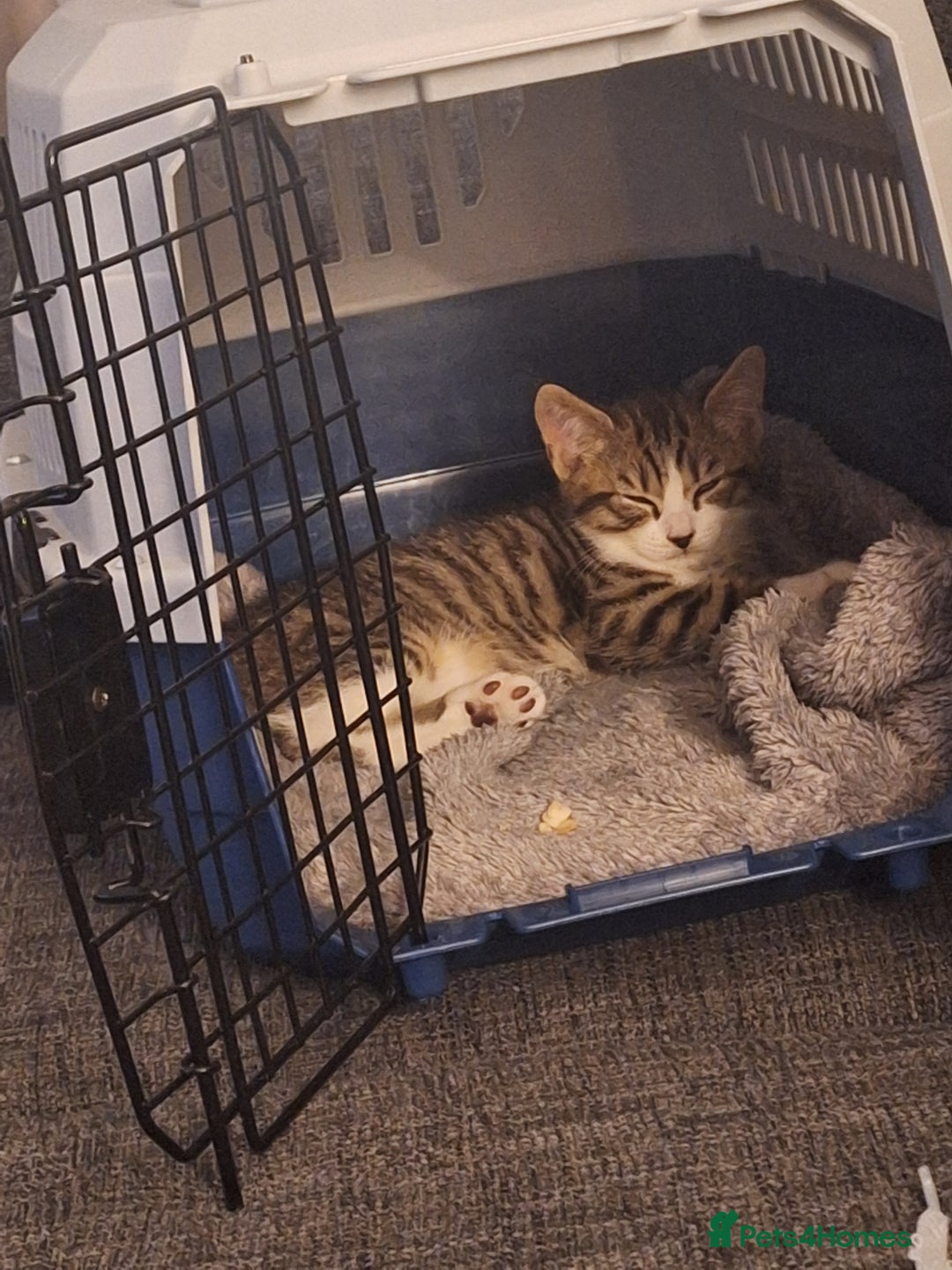 Mixed Breed cats for sale: Beautiful male kitten  - Image 4