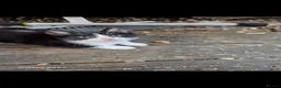 European cats for sale: Beautiful kittens  - Advert 7