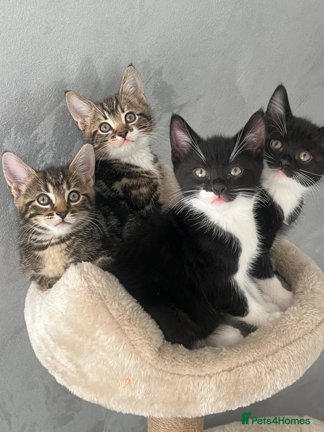 Mixed Breed cats for sale: 4 beautiful kittens  - Advert 1