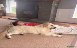 Golden Retriever dogs for sale: Health tested parents - Image 12