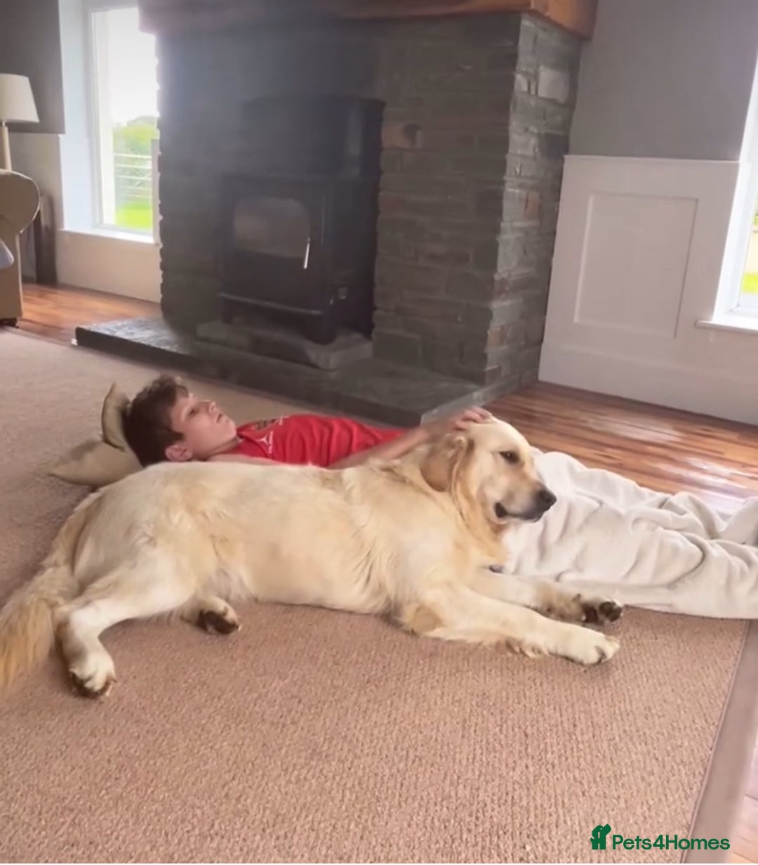 Golden Retriever dogs for sale: Health tested parents - Image 12