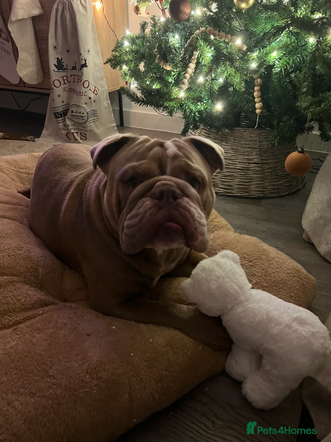 Mixed Breed dogs for sale: Odie - Olde english bulldog  - Advert 5