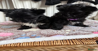 Yorkshire Terrier dogs - Advert 1