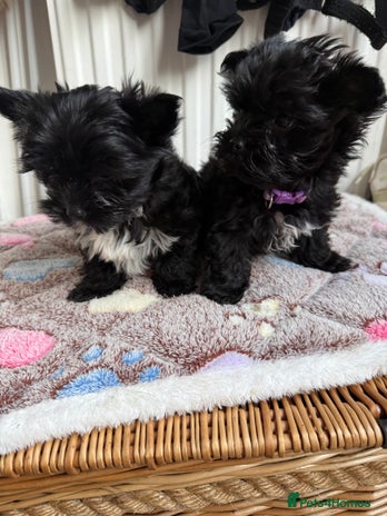 Yorkshire Terrier dogs - Advert 3