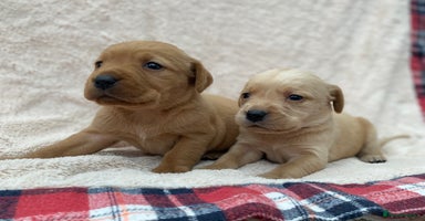 Labrador Retriever dogs - Advert 16