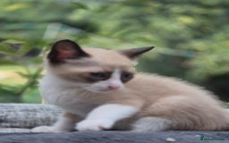 Snowshoe cats for sale: Stunning pedigree Snowshoe kittens  - Image 23