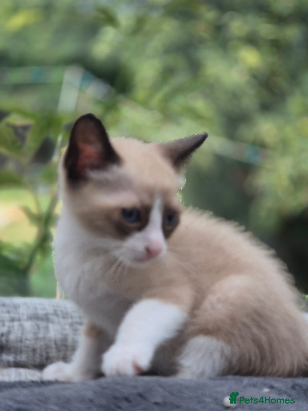 Snowshoe cats for sale: Stunning pedigree Snowshoe kittens  - Image 23