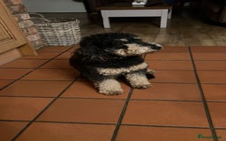 Cockapoo dogs for sale: Cockapoo puppies F1/F1b. Health tested ready soon  - Image 8