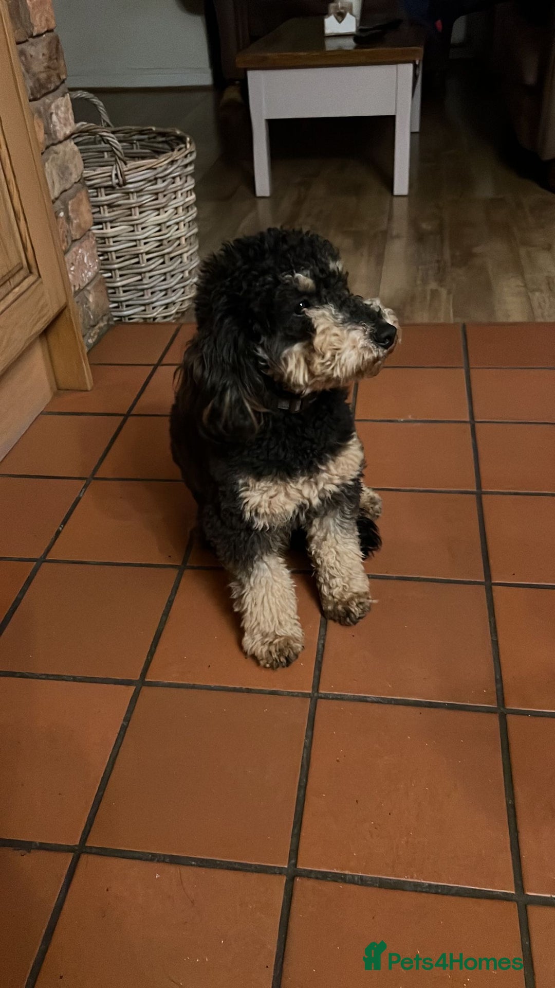 Cockapoo dogs for sale: Cockapoo puppies F1/F1b. Health tested ready soon  - Image 8