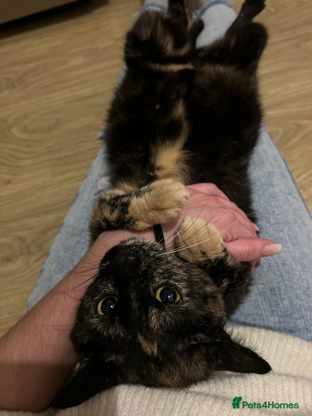 Mixed Breed cats for sale: Beautiful kittens for sale 🐱 - Advert 4