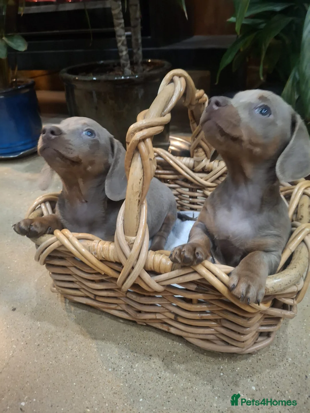Miniature Dachshund dogs for sale: Mini dachshund  in Walsall - Advert 1