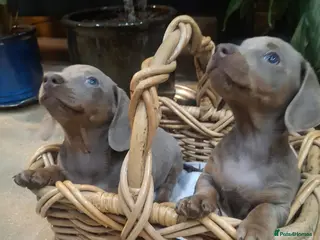 Miniature Dachshund dogs Mini dachshund - Advert 5