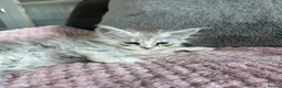 Maine Coon cats for sale: Stunning Maine Coon babies - Advert 7
