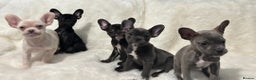 French Bulldog dogs for sale: French Bulldog pups - Advert 2