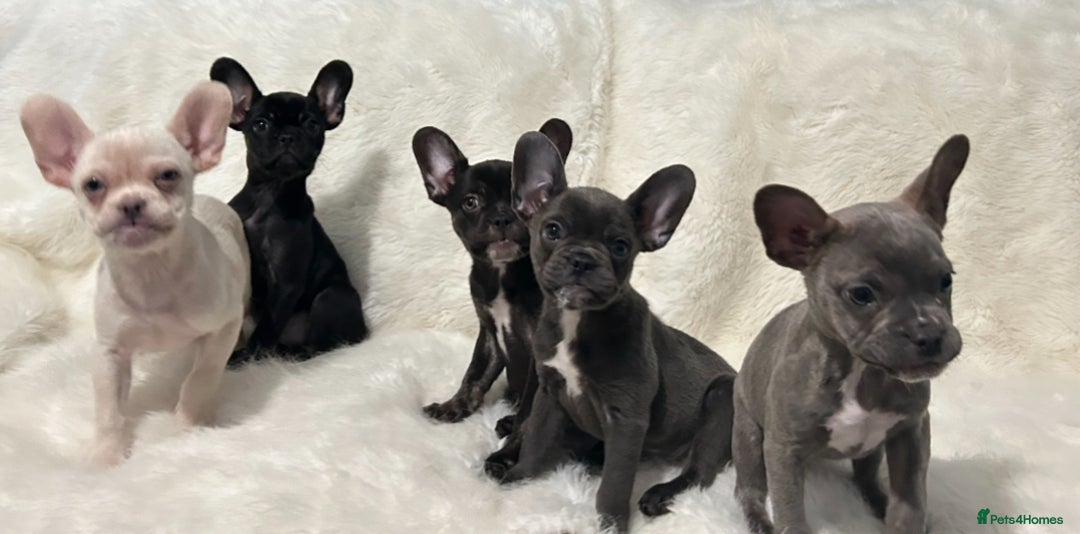 French Bulldog dogs for sale: French Bulldog pups - Advert 2