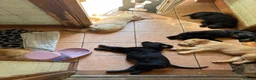 Mixed Breed dogs for sale: Stunning litter Flat coat x golden retriever  in Telford - Advert 6