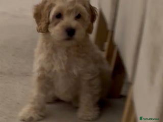 Cockapoo dogs Cockapoo Puppies – Well Socialised and beautiful - Advert 1