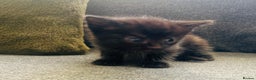 Mixed Breed cats for sale: 3 Adorable Female Kittens - Advert 2