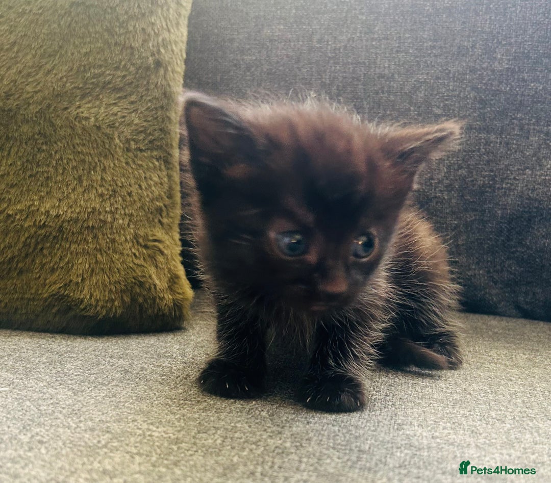 Mixed Breed cats for sale: 3 Adorable Female Kittens - Advert 2