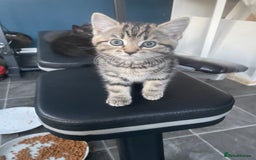 Mixed Breed cats for sale: 4 beautiful kittens ready to leave now - Image 4