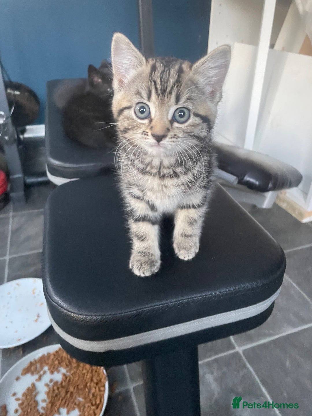 Mixed Breed cats for sale: 4 beautiful kittens ready to leave now - Image 4